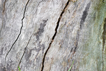 Gray wood texture. Cracked wood close-up. Wooden background.