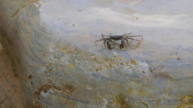Pachygrapsus marmoratus is a species of crab, sometimes called the marbled rock crab or marbled crab, which lives in the Black Sea, the Mediterranean Sea and parts of the Atlantic Ocean.