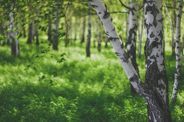 birch landscape banner with blurred background