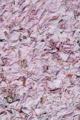 Am Boden liegende rosa Kirschblütenbätter, Hintergrund, Deutschland