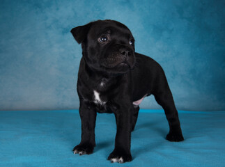 Black male American Staffordshire Terrier dog or AmStaff puppy on blue background