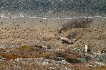 Fototapeta premium Point Reyes elephant seals