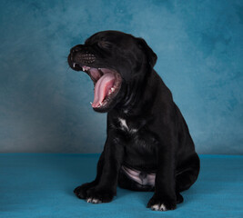 The puppy is yawning. Black male American Staffordshire Terrier dog or AmStaff puppy on blue background