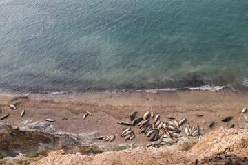 Obraz premium Point Reyes elephant seals