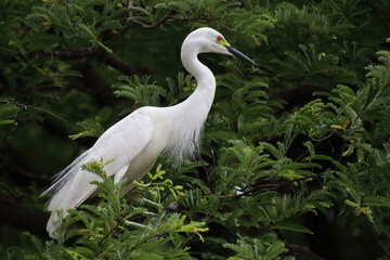 white heron sitting on a tree branch and looking