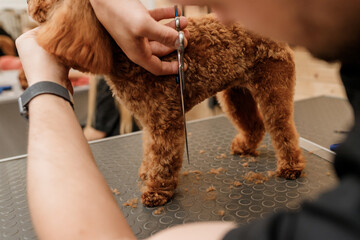 Close up of professional male groomer making haircut of poodle teacup dog at grooming salon with...