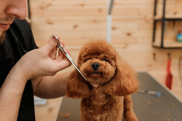 Professional male groomer making haircut of poodle teacup dog at grooming salon with professional...