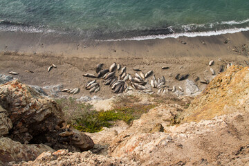 Fototapeta na wymiar Point Reyes elephant seals