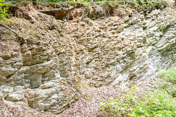 Obraz premium lichen on a tree bark