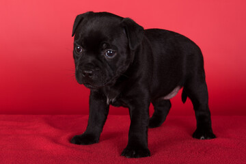 Black female American Staffordshire Terrier dog or AmStaff puppy on red background