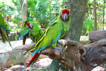 Green parrots, bird on the territory of Xcaret, famous ecotourism park on the mexican Riviera Maya,...