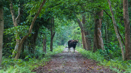 Great Indian gaur
