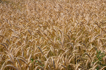 golden wheat field