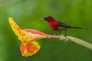 sunbird...
