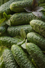 Still life with fresh cucumbers and basil