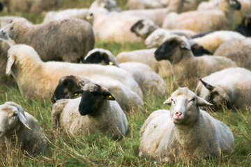 Fototapeta premium Sheep farm, herd of sheep resting and grazing in green field.
