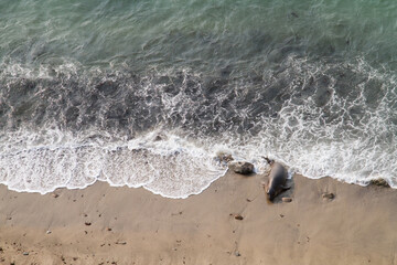 Point Reyes elephant seals