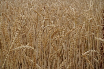 Gold-gelbes Weizenfeld im Sommer