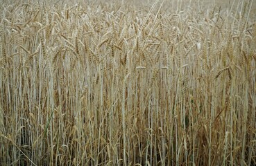 Gold-gelbes Weizenfeld im Juli