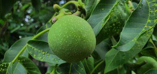 Walnut grows on a tree in the garden. As long as it is covered in green skin. He Beautiful green bright in white dots close up