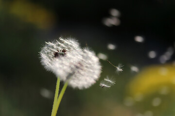 Dandelion seeds blowing away, concept of freedom
