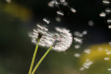  Dandelion seeds blowing away, concept of freedom