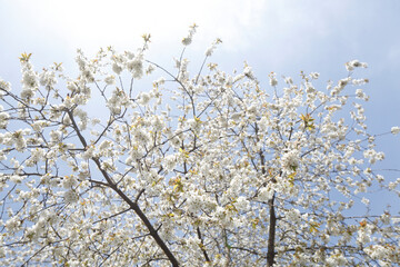 Weisser Kirschblüten auf  Kirschbaum aus der Froschperspektive, Blauer Himmel