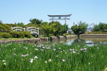 長岡天満宮の花菖蒲と鳥居