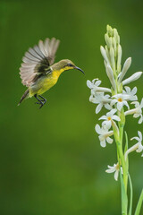 sunbird on jasmine...
