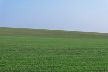 Green field with blue sky as background.