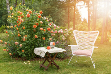 Romantic sitting area in the rose garden, wooden table and chairs near the large flowering bushes of English roses