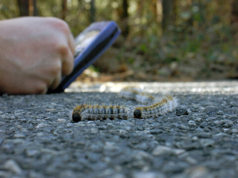 Orugas procesionarias caminando en fila y mano con tel&eacute;fono m&oacute;vil sacando foto al fondo