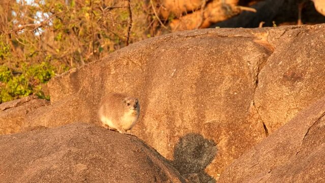 Rock Hyrax on stone in rocky mountain. Wildlife scene from nature. Face portrait of hyrax. Procavia capensis, Serengeti . Rare interesting mammal from Africa.