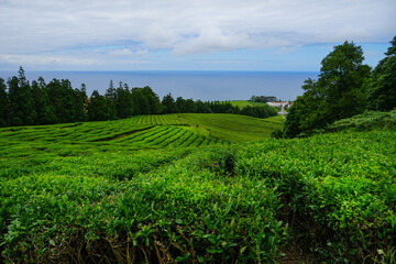 Cha Gorreana tea factory in Sao Miguel, Azores islands, Portugal