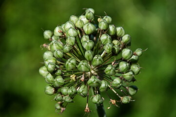 seeds after flowering