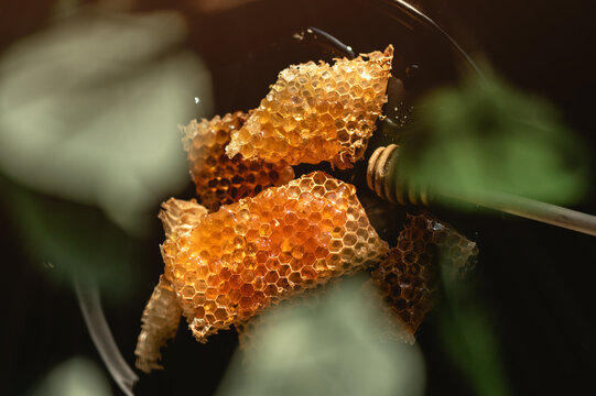 Fresh honeycombs with honey in close up view