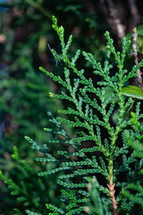Tree and bush foliage texture.
