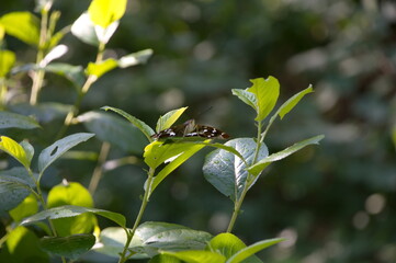the butterfly sat down on a leaf