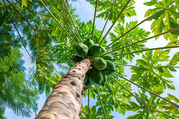 The papaya tree is a semi-herbaceous and cylindrical stem tree and produces papaya at its ends