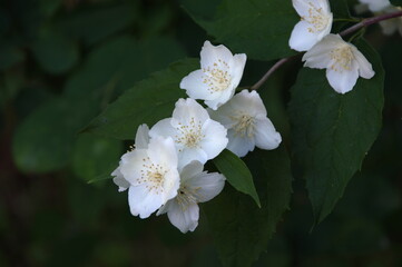 white jasmine flowers