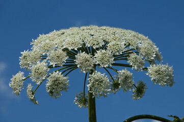hogweed blooms white inflorescence