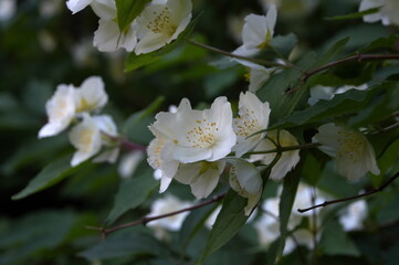 white jasmine flowers