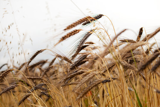 Spikes of black emmer wheat, ancient Egyptian grain growing.
Black Emmer Wheat (Triticum dicoccon var. atratum) wheat field and sky. ancient Egyptian grain, also known Farro
