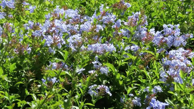 Cape leadwort flowers in the field. Blue plumbago or Cape plumbago. 