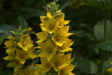 verbnik is an ordinary yellow flower