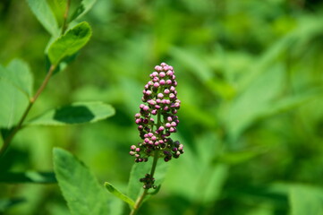 pink flower in the garden