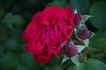 red rose in garden