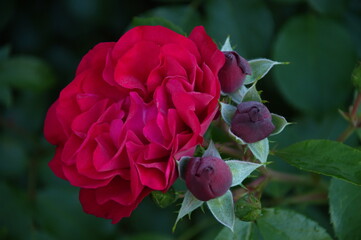 red rose in garden