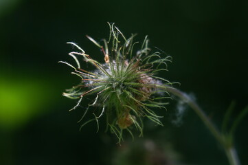 a blade of grass a thorn