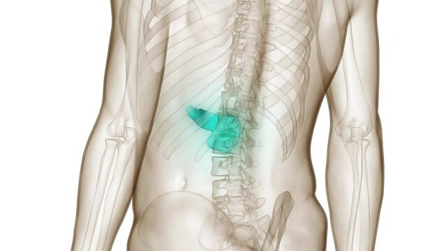 Human Internal Organ Pancreas Anatomy Animation Concept